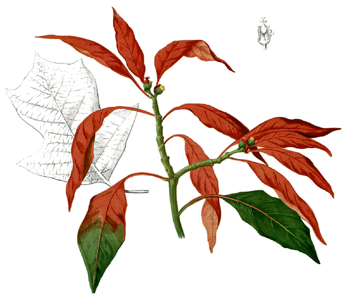 Poinsettia Sketch (Drawing via Wikipedia Commons)